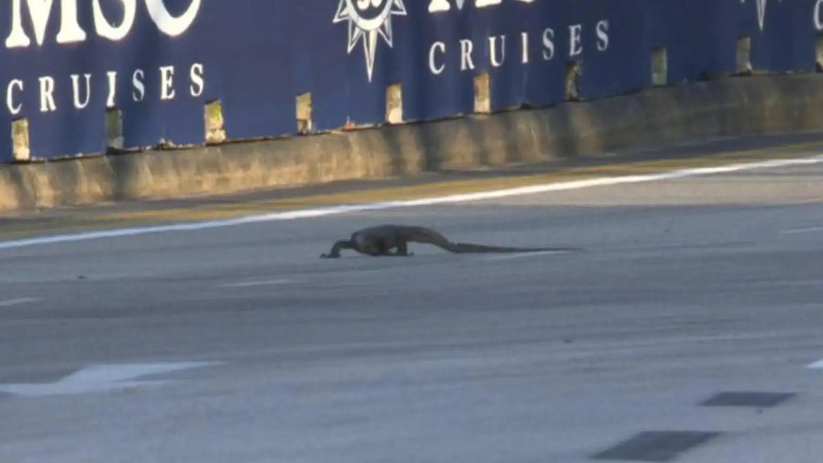 Lizard on track at the Singapore Grand Prix. [Photo via F1, Twitter].