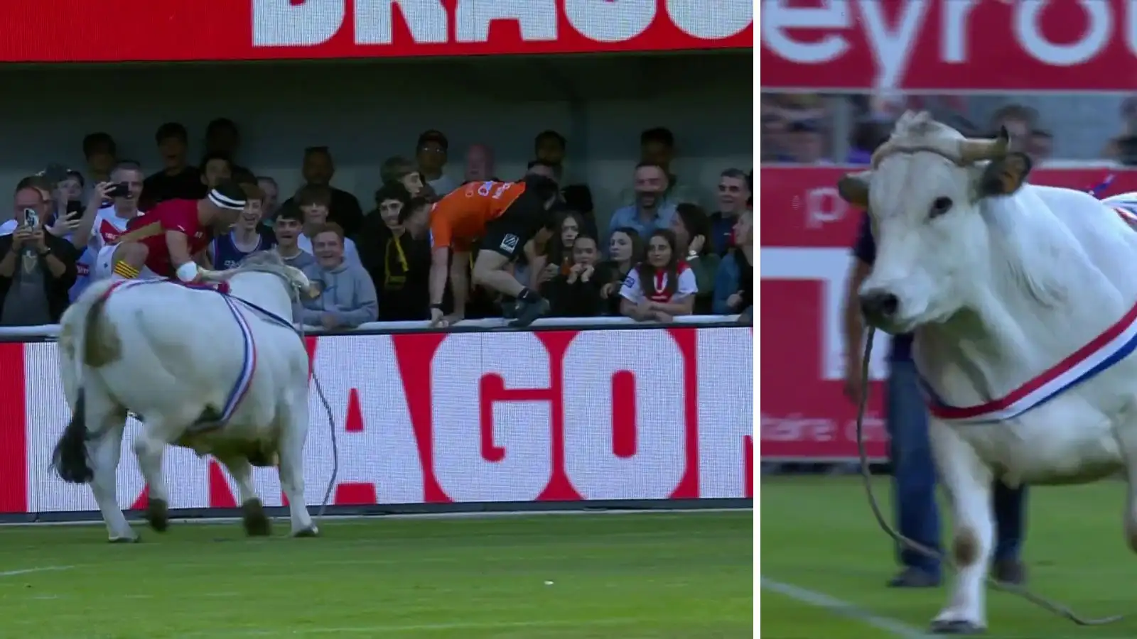 WATCH: HAVOC ensues as a BULL is let loose in rugby stadium! perpignan rugby stadium