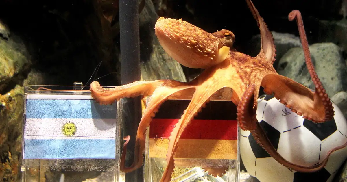 Manchester's Otto the Octopus predicts England's Euro 2016 fate