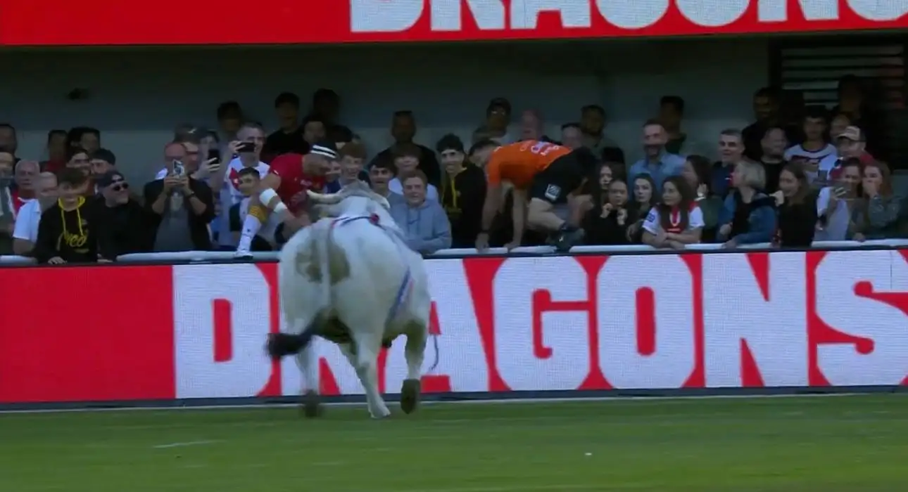 Watch: Catalans players run for cover in extraordinary pre-match incident involving a bull?!
