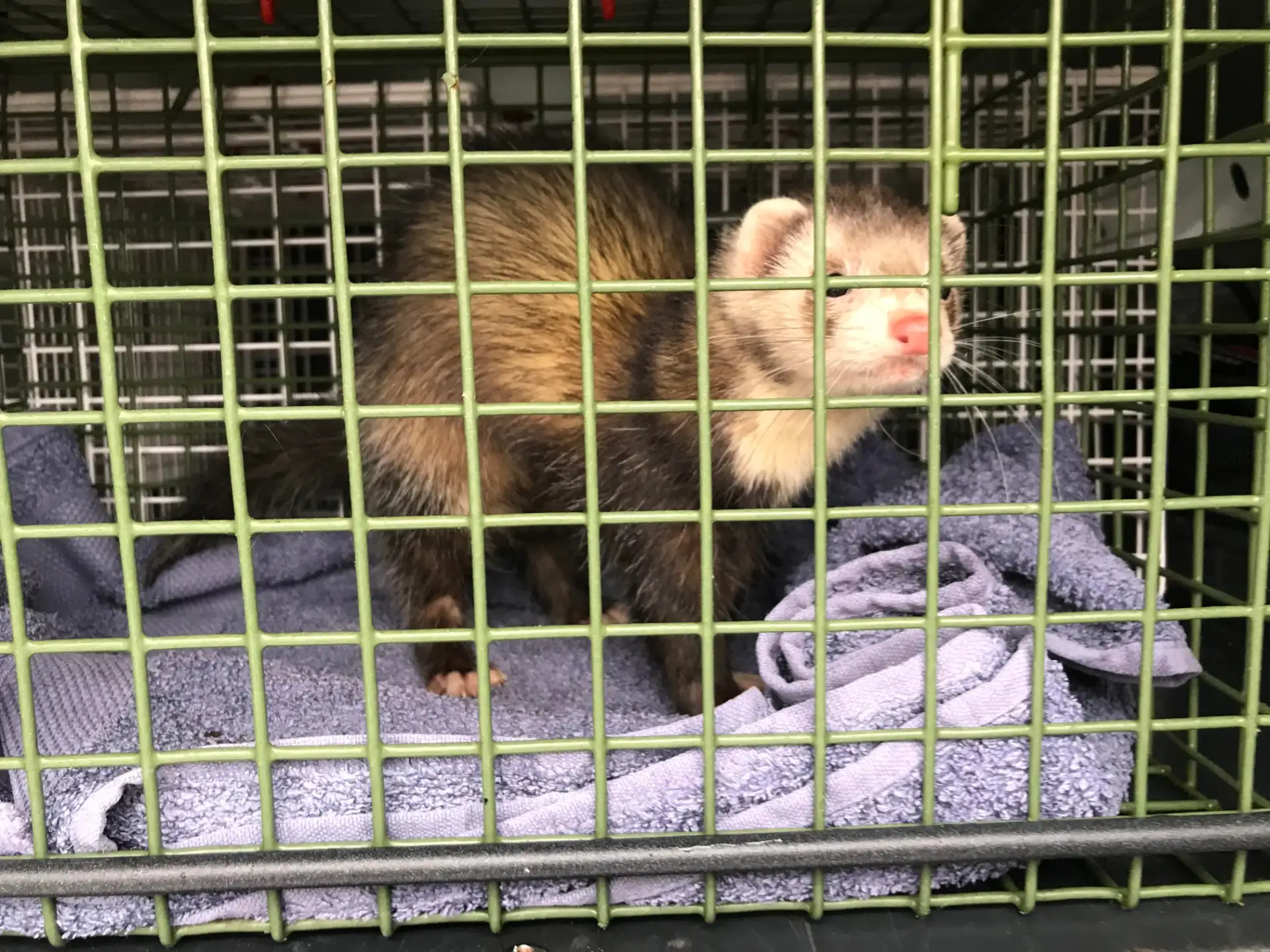‘Tiger’ the ferret rescued by RSCPA at Castleford’s Jungle stadium